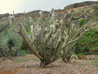 Pilosocereus leucocephalus 20 Seeds - Old Man Cactus