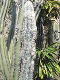 Pilosocereus leucocephalus 20 Seeds - Old Man Cactus