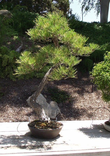 Pinus thunbergii Seeds - Japanese Black Pine