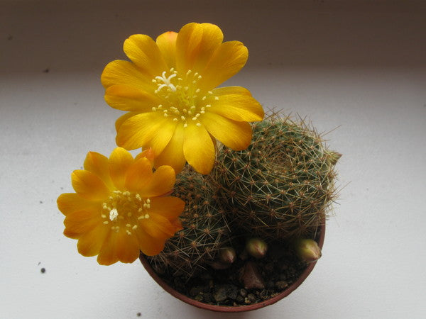 Rebutia krainziana 25 Seeds