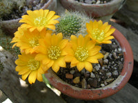 Rebutia senilis 25 Seeds - Fire Crown Cactus