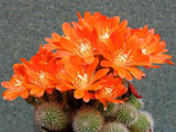 Rebutia spinosissima 25 Seeds - Flame Crown