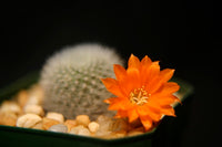 Rebutia spinosissima 25 Seeds - Flame Crown