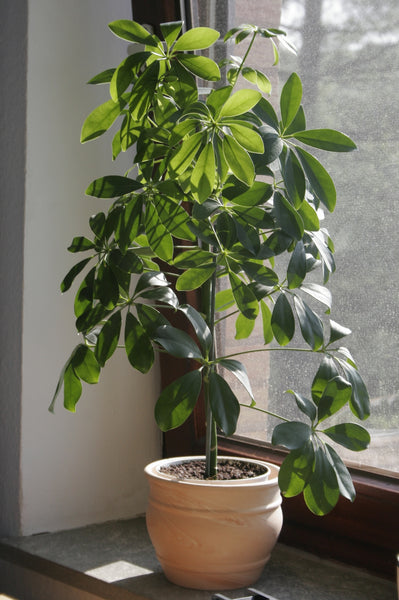 schefflera arboricola soil type Schefflera arboricola Seeds