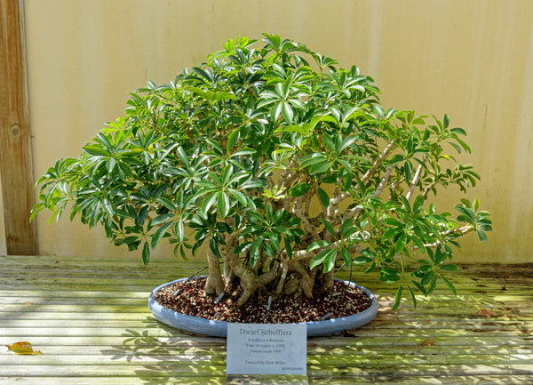 schefflera arboricola hawaiian umbrella Schefflera arboricola Seeds