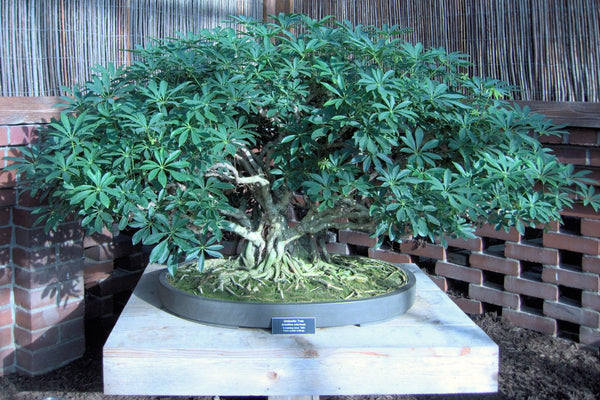 arboricola schefflera dwarf how big does it get Schefflera arboricola Seeds