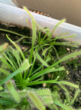 Drosera capensis 30 Seeds - Cape Sundew