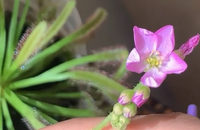 Drosera capensis 30 Seeds - Cape Sundew