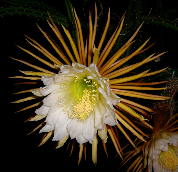 queen of the night flower seeds Selenicereus grandiflorus Seeds