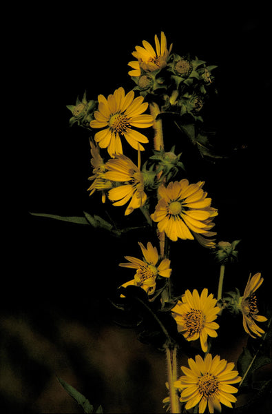 compass plant seeds Silphium laciniatum 25 Seeds