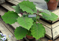 Solanum quitoense 30 Seeds - Naranjilla