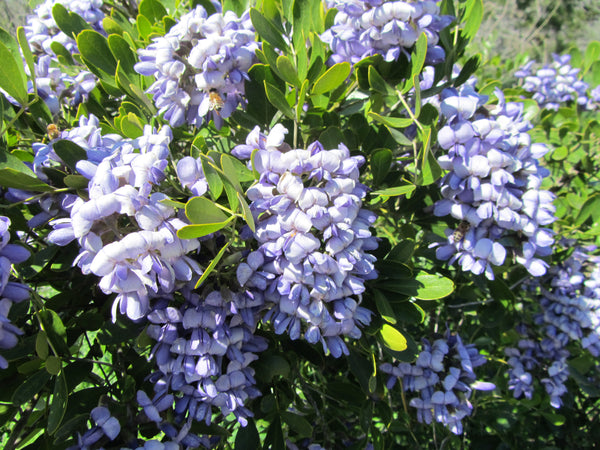 mountain laurel seeds planting Sophora secundiflora Seeds