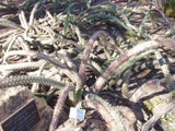 Stenocereus alamosensis Seeds - Octopus Cactus