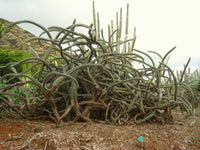 Stenocereus alamosensis Seeds - Octopus Cactus