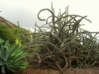 Stenocereus alamosensis Seeds - Octopus Cactus