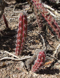 Stenocereus alamosensis Seeds - Octopus Cactus