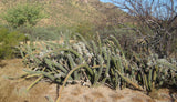 Stenocereus alamosensis Seeds - Octopus Cactus