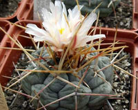 Thelocactus hexaedrophorus Seeds