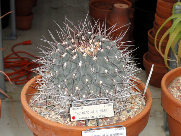 Thelocactus nidulans 25 Seeds - Bird's Nest Cactus