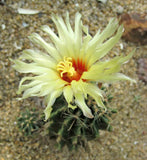 Thelocactus setispinus 25 Seeds - Hedgehog cactus