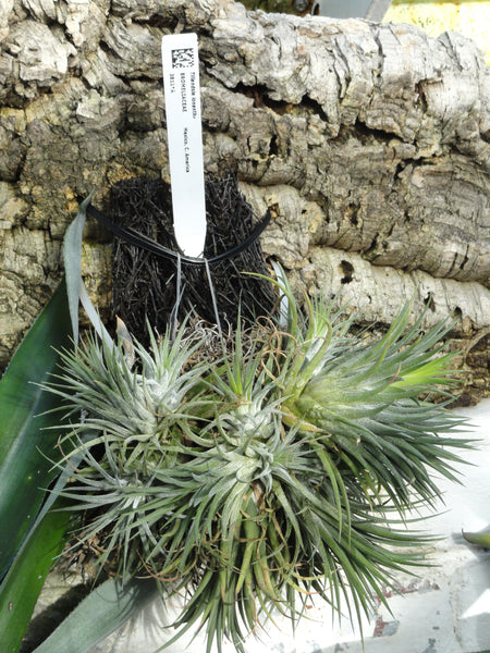 air plant seeds Tillandsia ionantha Seeds