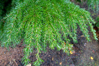 Tsuga heterophylla 100 Seeds - Western Hemlock