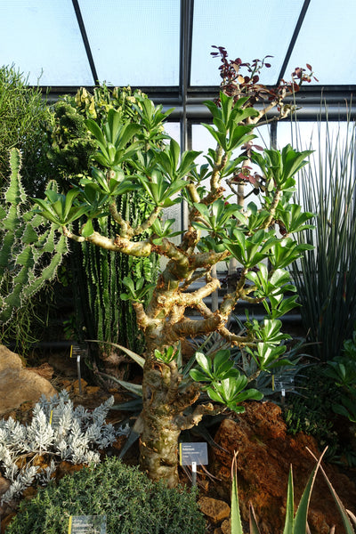butter tree succulent Tylecodon paniculatus Seeds