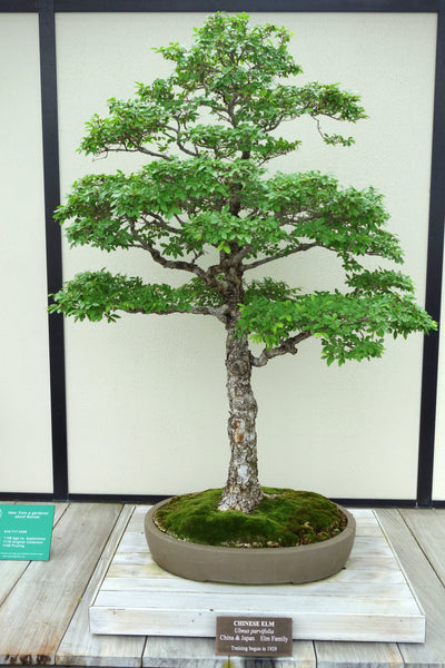 Ulmus Parvifolia Seeds - Chinese Elm