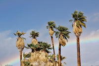 Washingtonia filifera Seeds - Desert Fan Palm