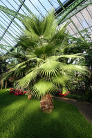 Washingtonia filifera Seeds - Desert Fan Palm