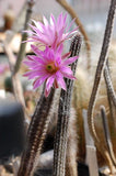 Wilcoxia schmollii 25 Seeds - Echinocereus schmollii