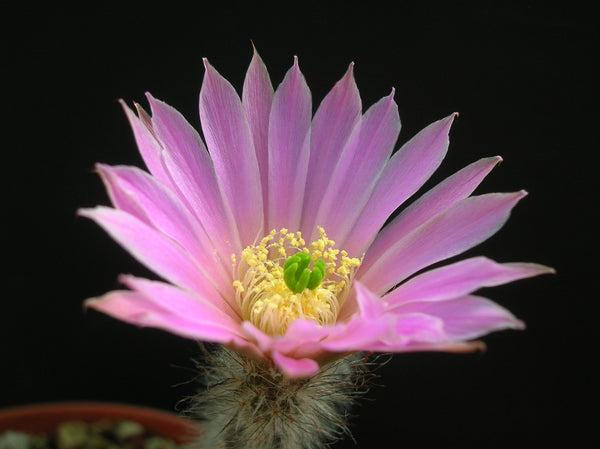 Wilcoxia schmollii 25 Seeds - Echinocereus schmollii