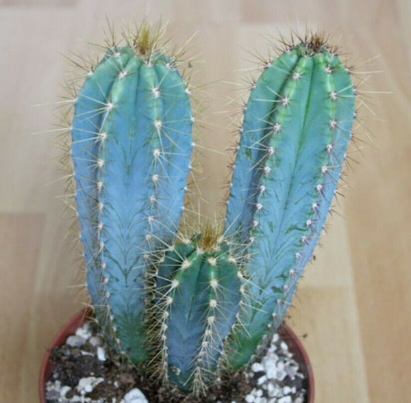 Pilosocereus pachycladus Seeds - Blue Columnar Cactus