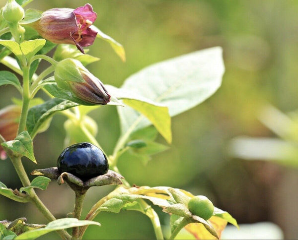 Atropa belladonna Seeds - Deadly Nightshade