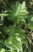 Rhaponticum carthamoides Seeds - Maral Root