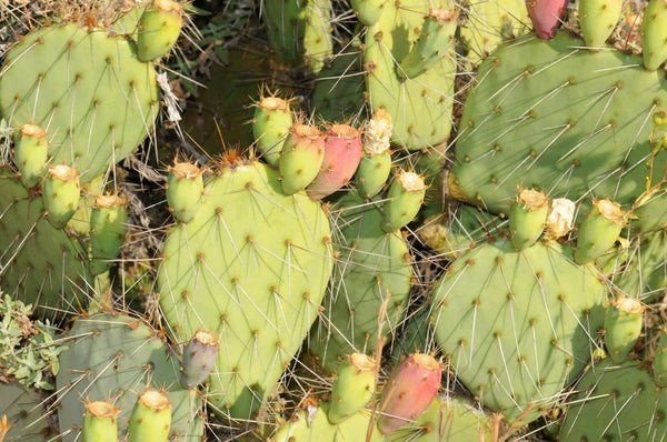 tulip prickly pear cactus Opuntia phaeacantha Seeds