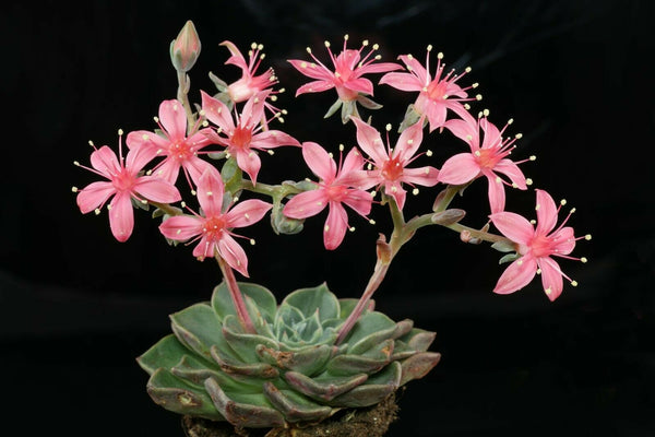 chihuahua flower succulent Graptopetalum bellum Seeds