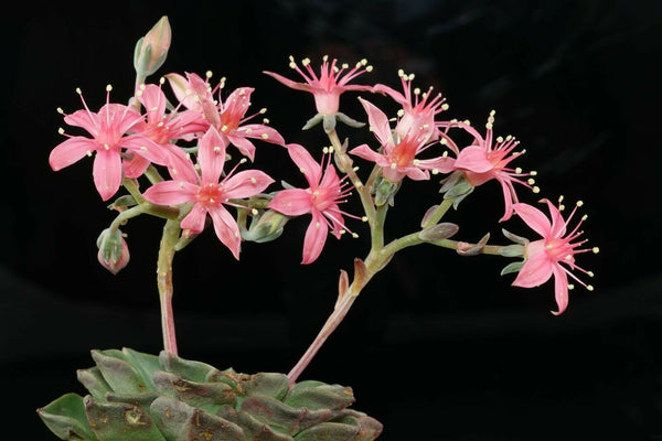 chihuahua succulent Graptopetalum bellum Seeds