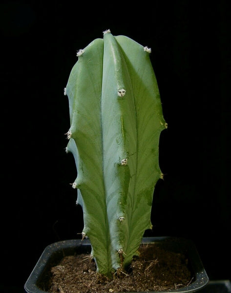 Myrtillocactus geometrizans 20 Seeds - bilberry cactus