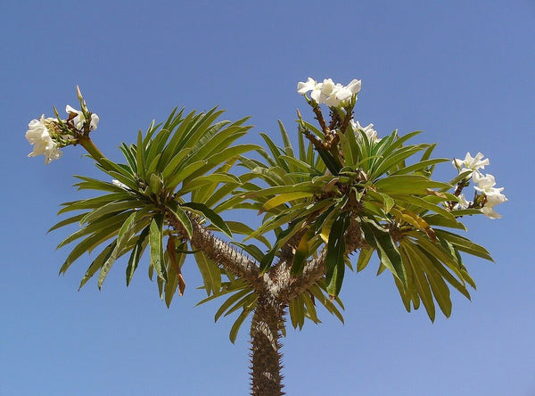 Pachypodium lamerei 25 Seeds - Madagascar Palm