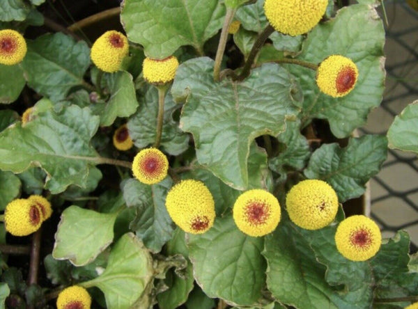 toothache plant seed Spilanthes oleracea Seeds - Toothache Plant