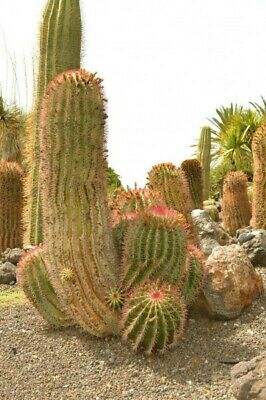 Ferocactus pilosus Seeds - Mexican lime cactus