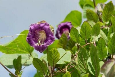 planting cup and saucer vine seeds Cobaea scandens Seeds