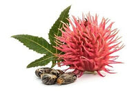 ricinus plant seeds Ricinus communis 20 Seeds