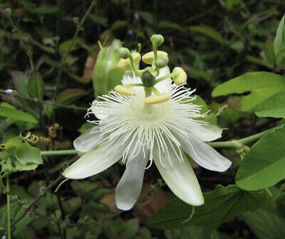 passion fruit flower seeds Passiflora subpeltata Seeds